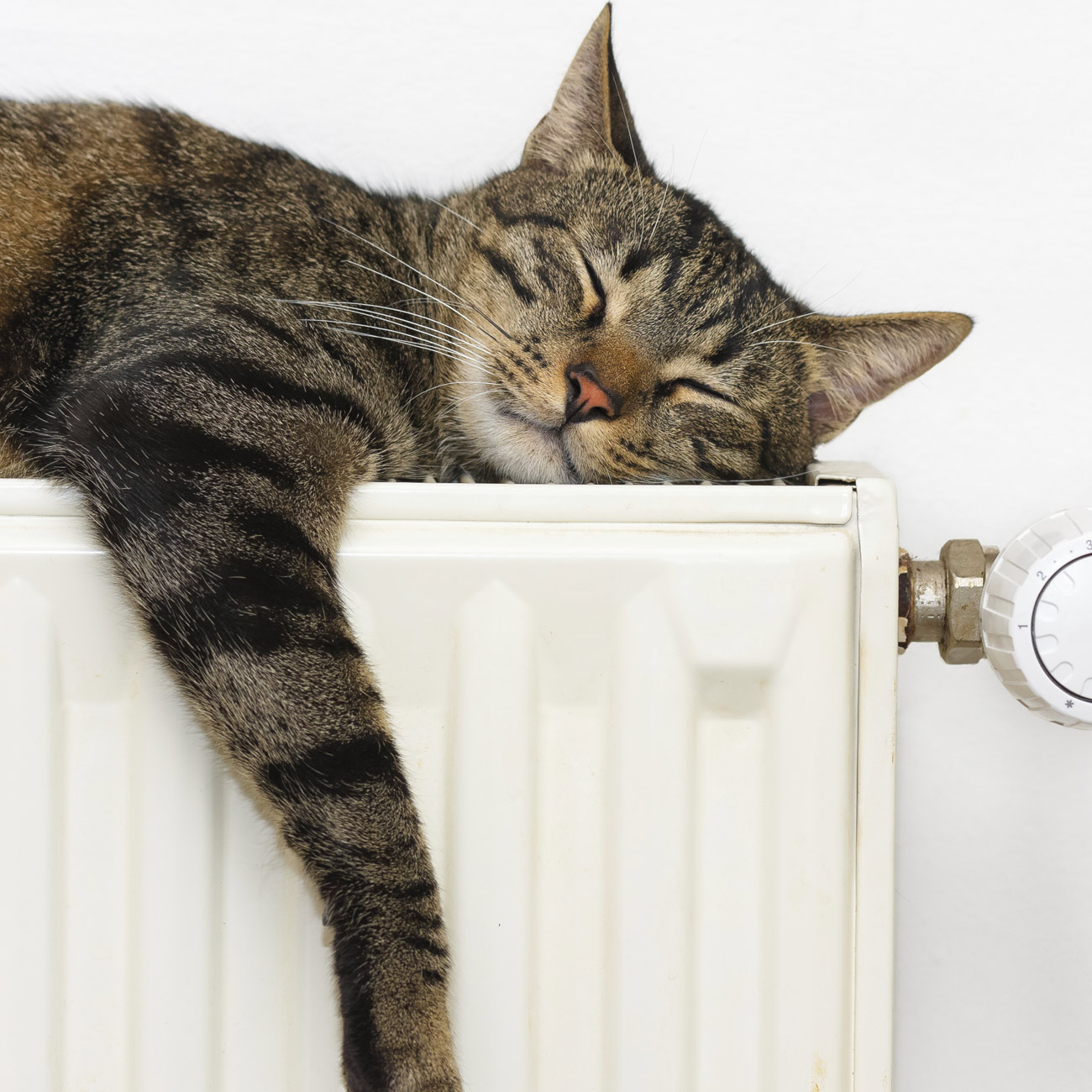 Katt som sover på radiator. Foto.