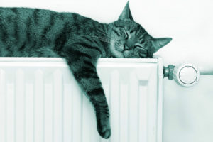 Katt som ligger på radiator. Foto. 