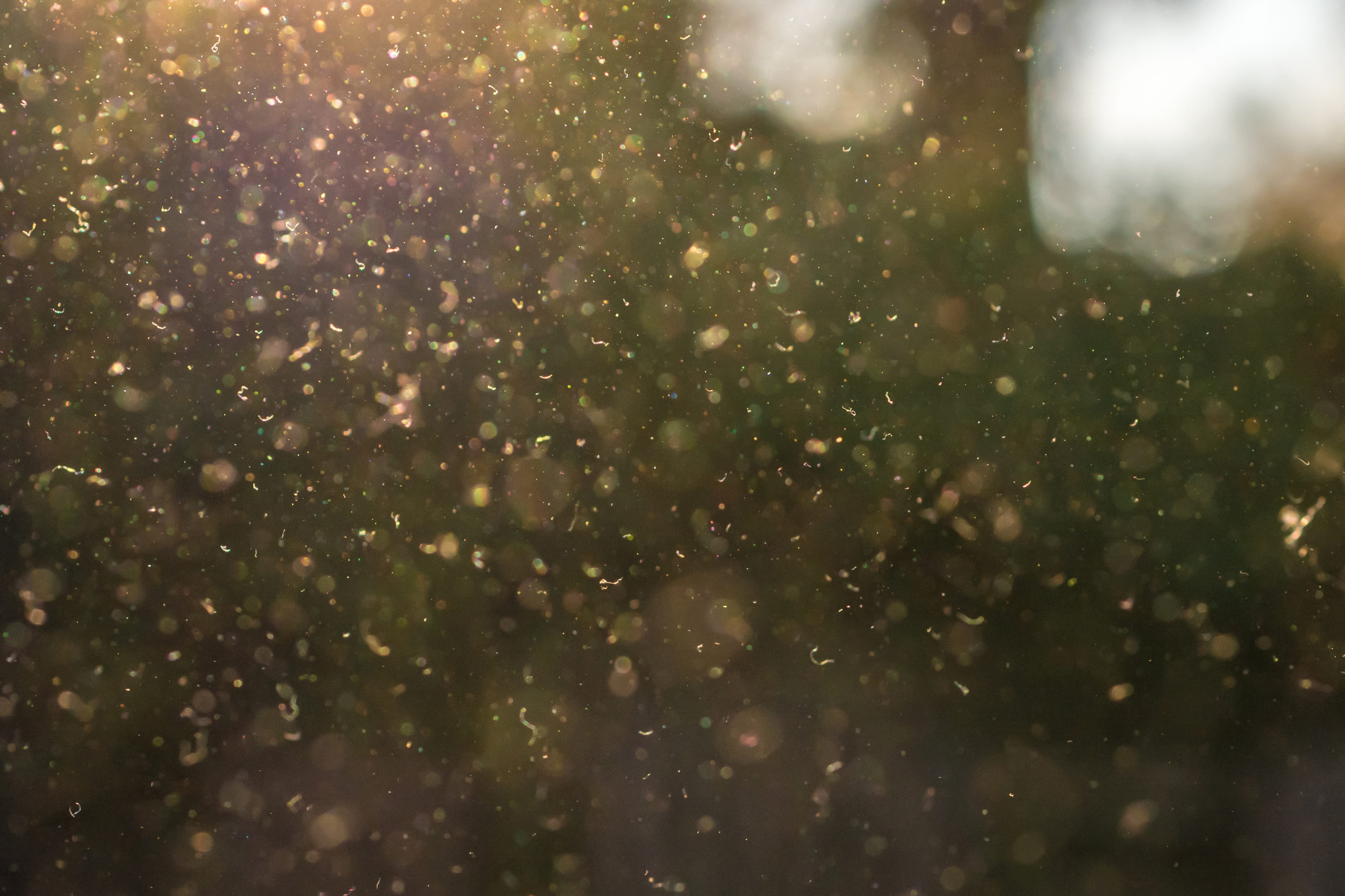 pollen i luften